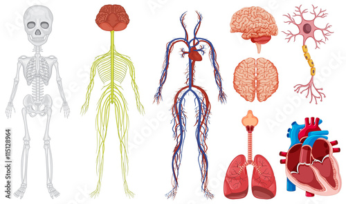 Different system in human body