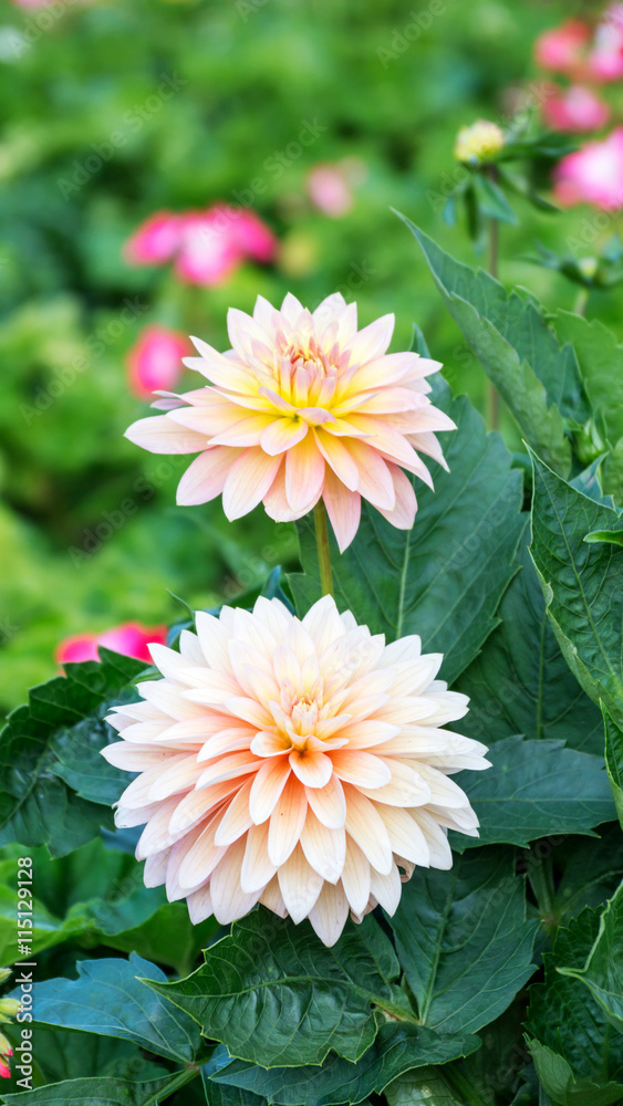 Obraz premium Pink dahlia hybrid flower in the garden.