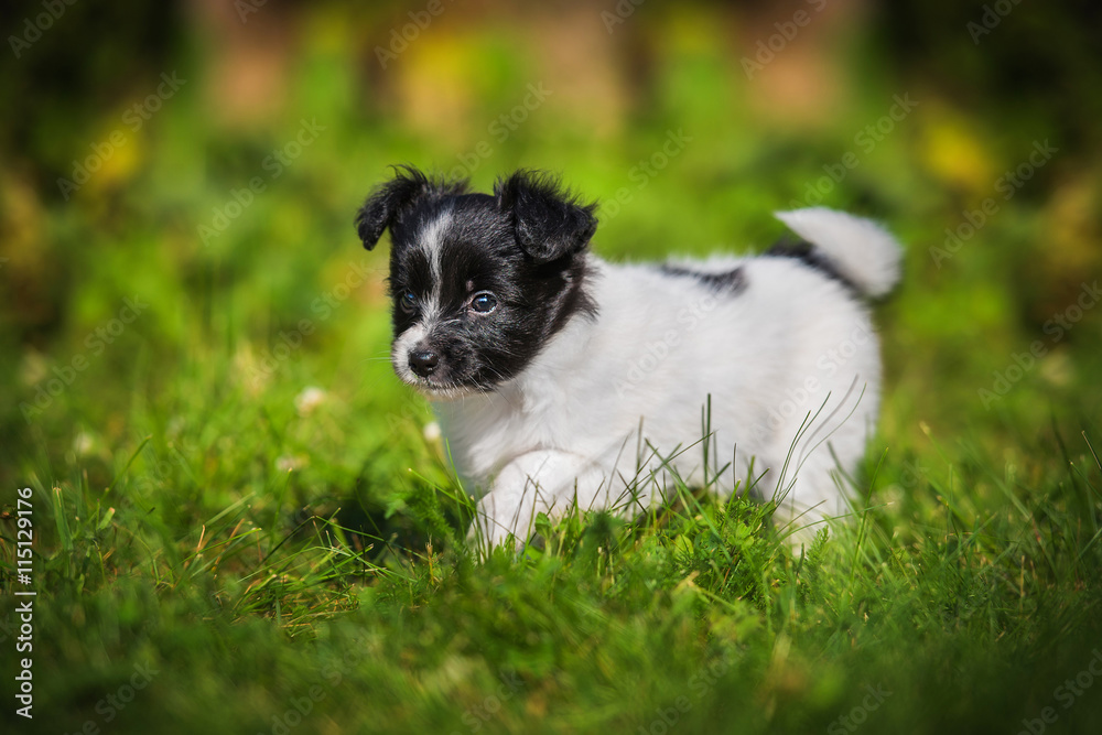Papillon puppy walking in the yard in summer