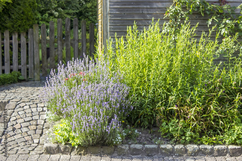 Fototapeta Naklejka Na Ścianę i Meble -  herbs in a garden