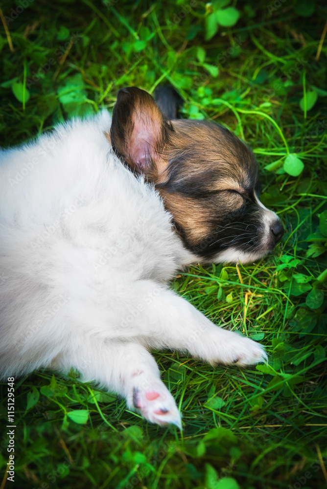 Little papillon puppy sleeping on the grass Little papillon puppy sleeping on the grass