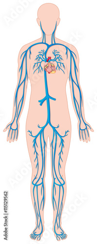 Blood vessels in human body
