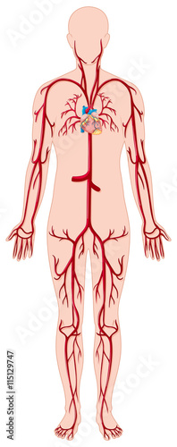 Blood vessels in human body