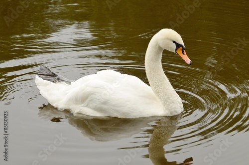 White Swan on the lake.