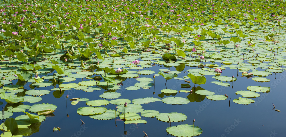 Lotus flower. Lotus flower.