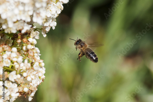 abeille qui vole pour butiner du pollen, espèce en danger