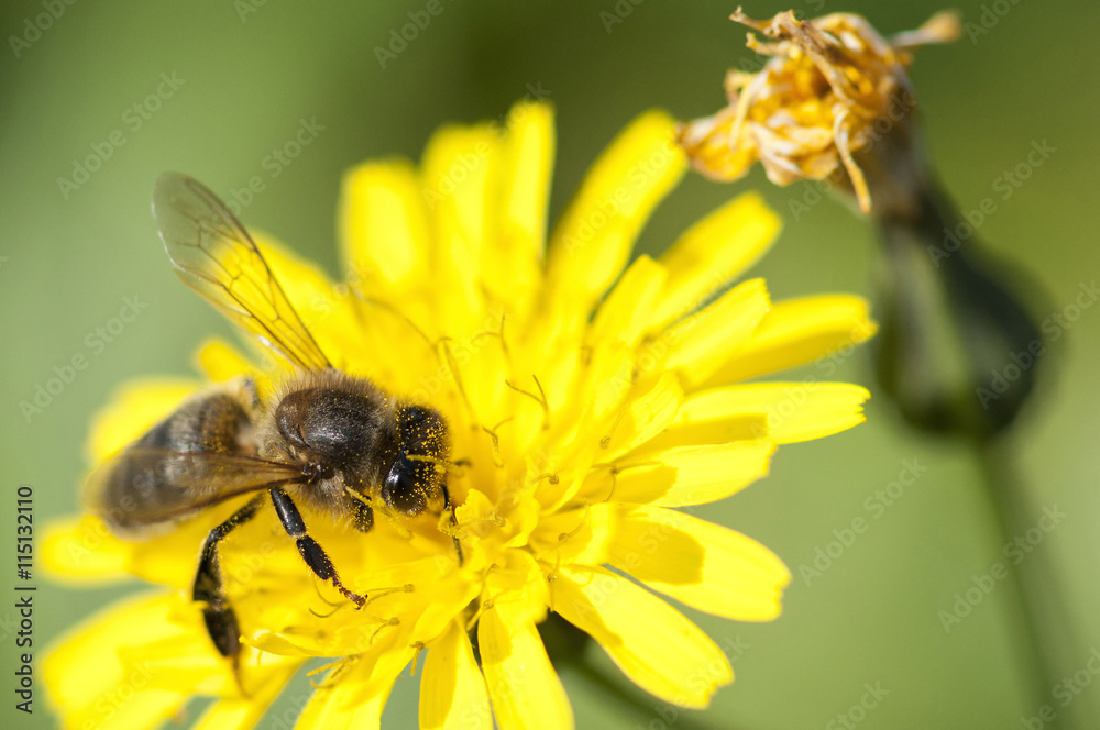 abeille qui butine du pollen, espèce en danger abeille qui butine du pollen, espèce en danger