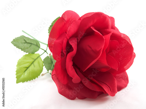 Red rose of isolated