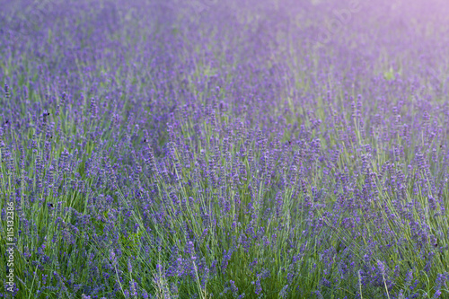 lavender flower field