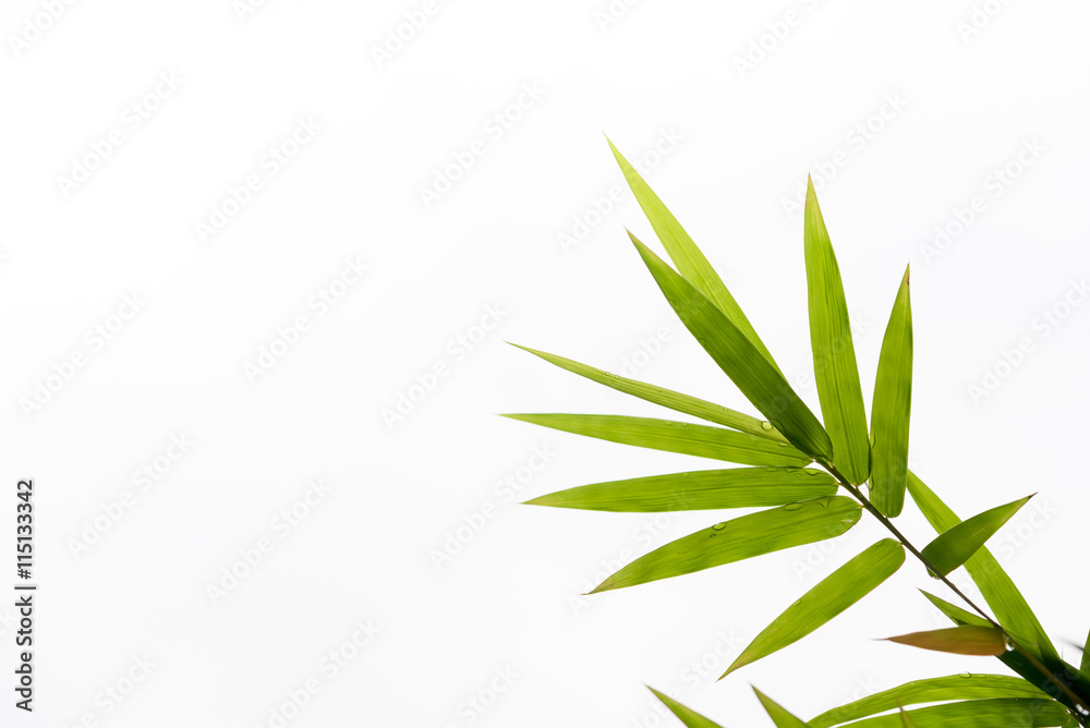 Bamboo leaves,Isolated on white background, Bamboo leaves,Isolated on white background,