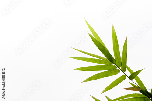 Bamboo leaves Isolated on white background 