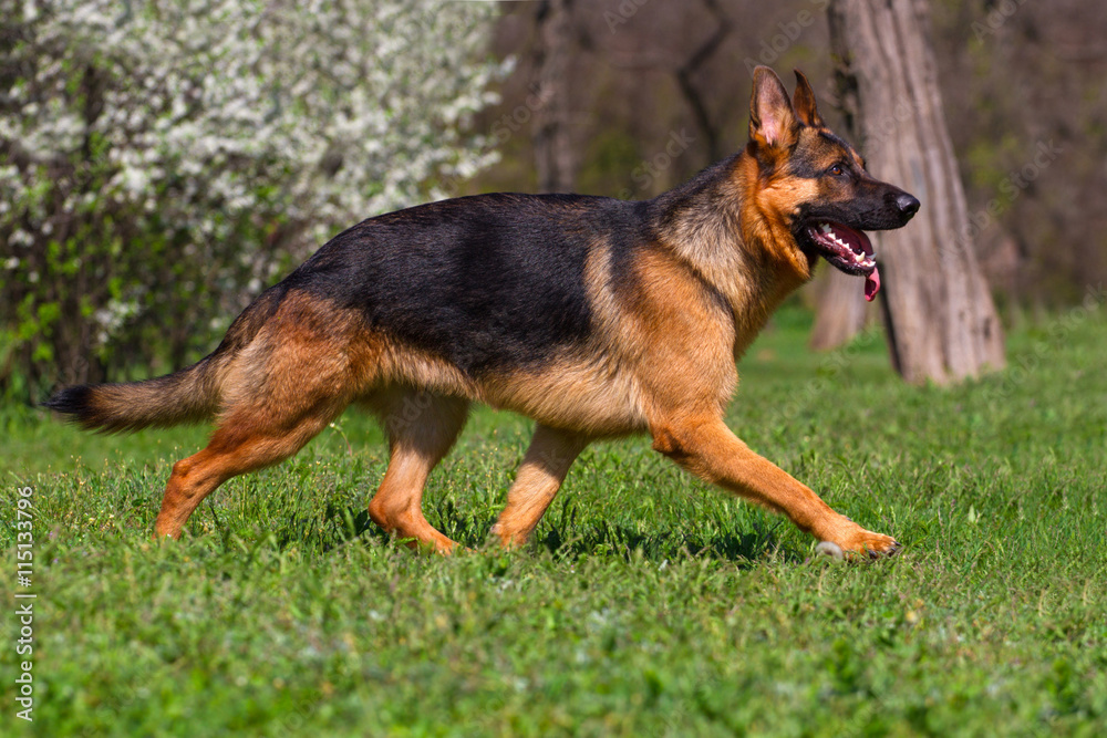 Shepherd dog trotting in spring park Shepherd dog trotting in spring park