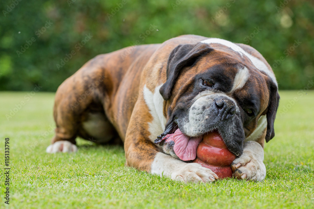 Boxer dog sitting on a green field, Italy Boxer dog sitting on a green field, Italy