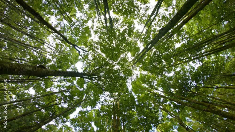 Slow, rotating shot of high tree tops towering above and blocking out the sky, taken from the forest floor far below, with sound. Video UltraHD Slow, rotating shot of high tree tops towering above and blocking out the sky, taken from the forest floor far below, with sound. Video UltraHD
