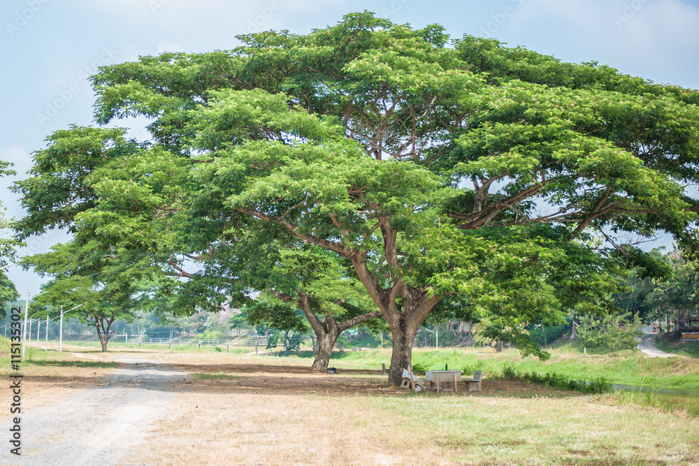 old big tree old big tree