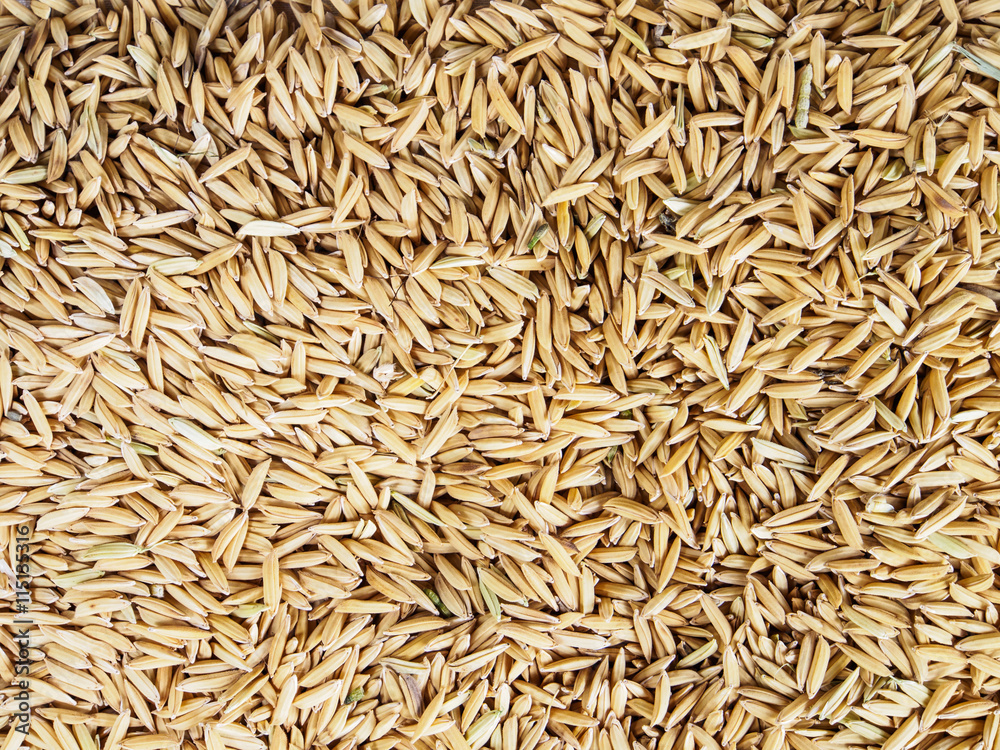 Paddy rice