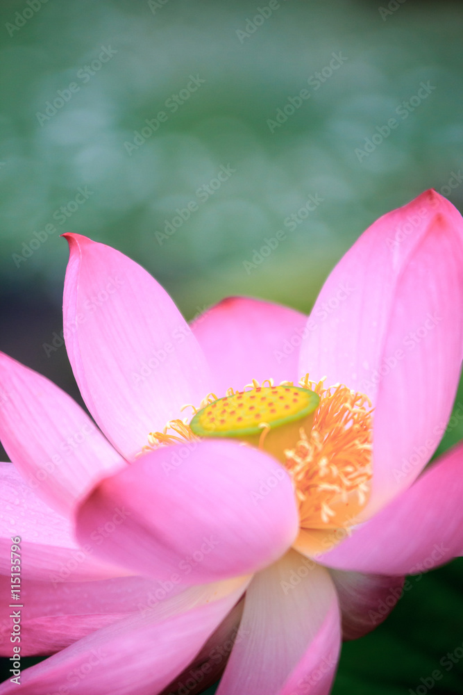 蓮の花 蓮の花