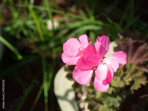 Fototapeta Naklejka Na Ścianę i Meble -  pink geranium
