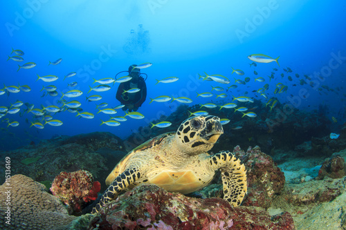 Scuba diver and Hawksbill Sea Turtle photo