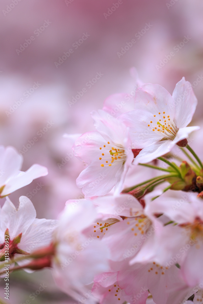 桜の花 桜の花