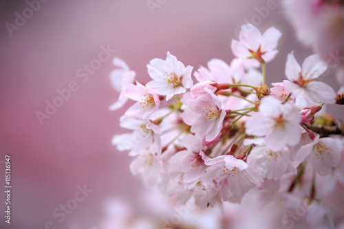 桜の花