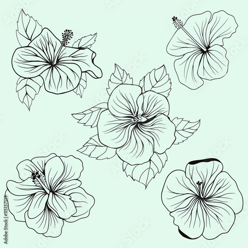 Set of Hawaii hibiscus flowers, leaves