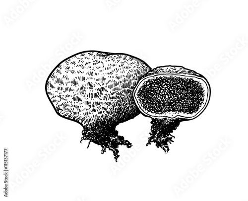 vector, drawing, engraving, mushroom, puffball