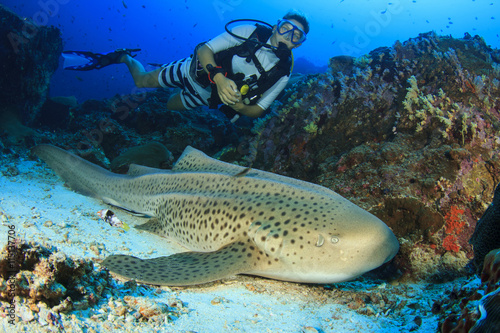 Scuba diver and Leopard Shark photo