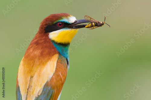 European bee-eater portrait (Merops apiaster), Italy