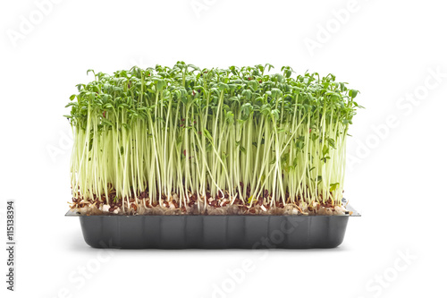 cress sprouts