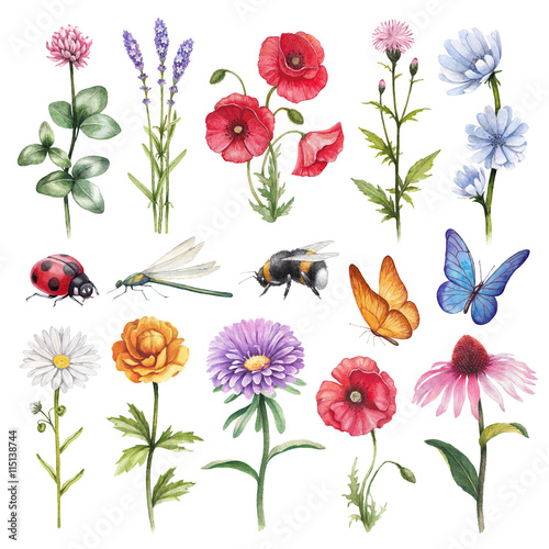 Watercolor illustrations of wild flowers and insect illustration © Aleksandra Smirnova