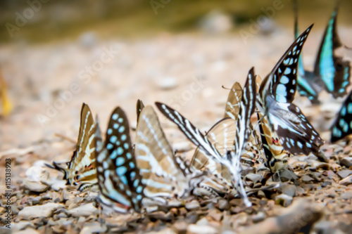 Blur masses butterfly on the ground, nature background