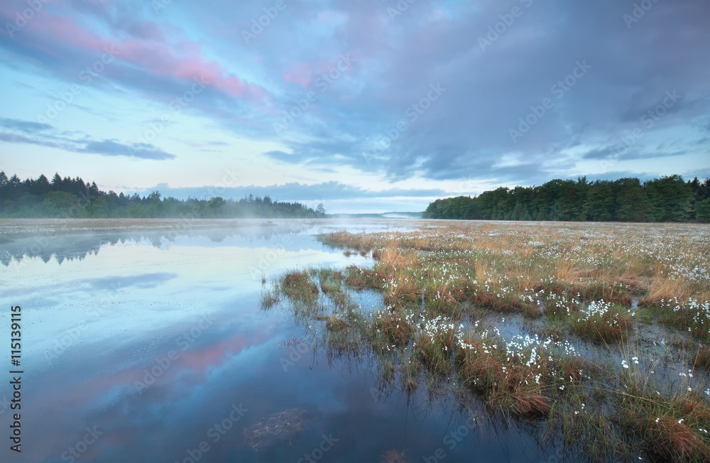 summer sunrise on wiald forest swamp summer sunrise on wiald forest swamp