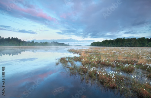 summer sunrise on wiald forest swamp