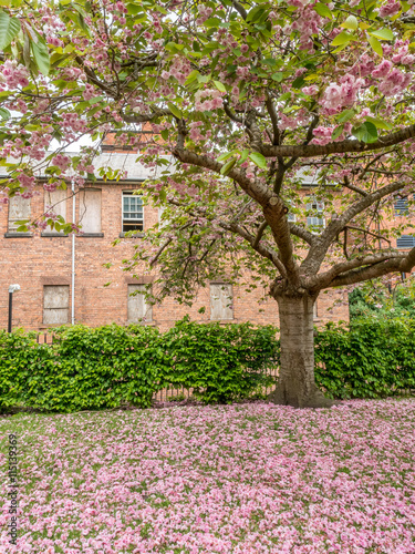 Pink flowers on tree