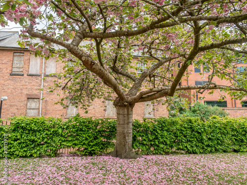 Pink flowers on tree