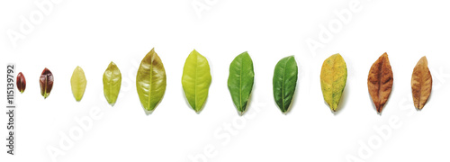Leaves on white background, leaf aging process on white background