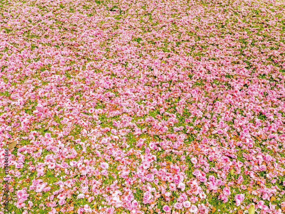 Pink flowers on grass