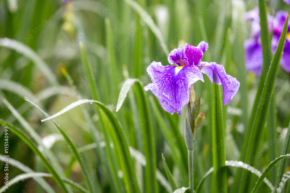 花菖蒲 花菖蒲