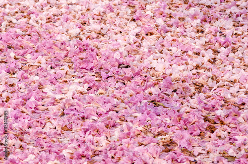 Texture of Tabebuia rosea on the ground, pink flower. © n.ko.studios