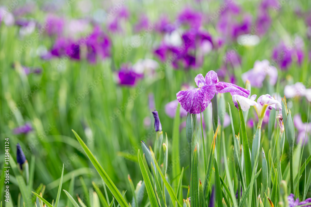 花菖蒲 花菖蒲