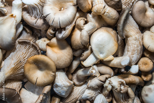 Oyster mushroom background.