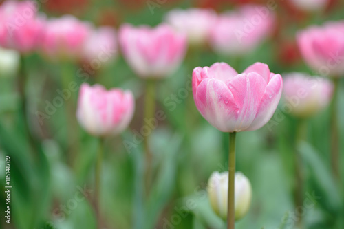 チューリップの花