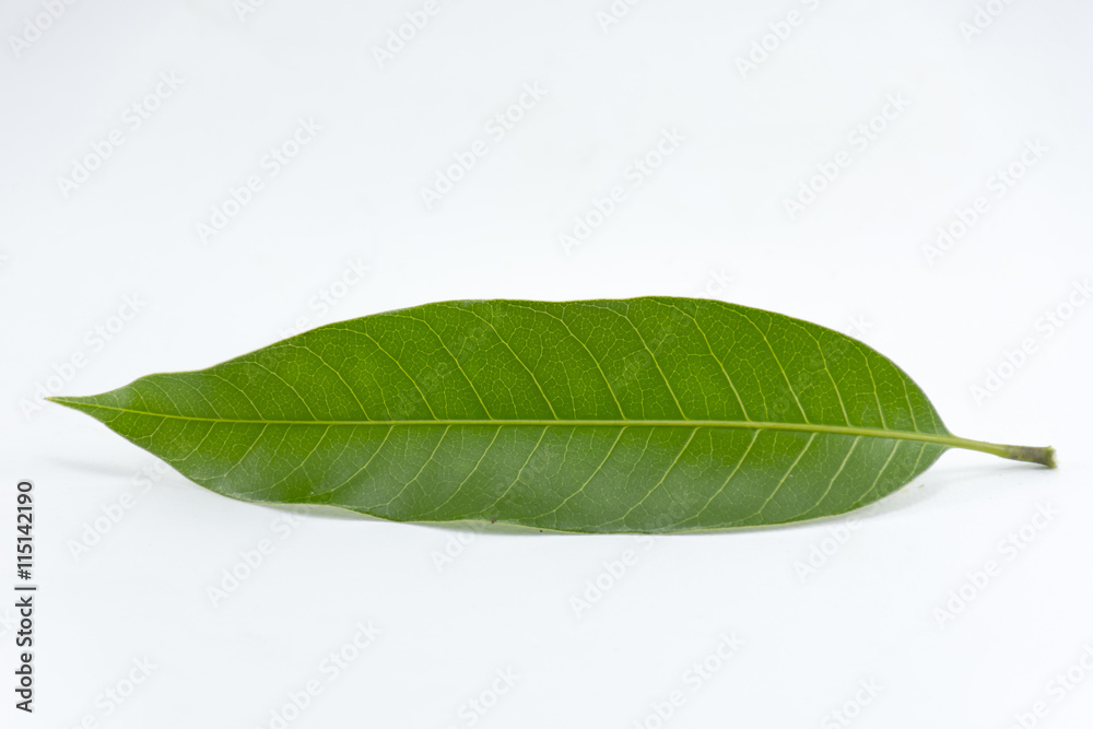 Fototapeta premium Leaf mango isolated on white background object is green and fresh horizontal