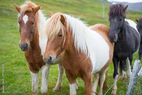 Icelandic horses. The Icelandic horse is a breed of horse developed in Iceland. Although the horses are small, at times pony-sized, most registries for the Icelandic refer to it as a horse. © JuliusKielaitis