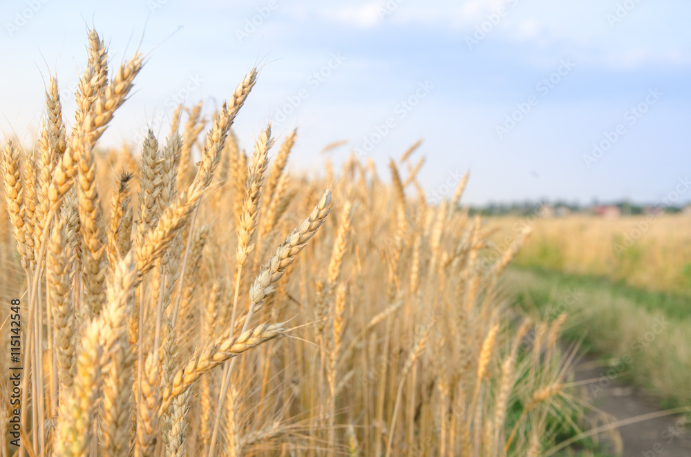 Village road in wheat field under cloudy sky. Village road in wheat field under cloudy sky.