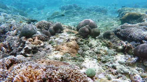 Wallpaper Mural Diving in indian ocean, Indonesia, underwater landscape, Bali, Nusa penida on coral gardden reef with black and white stripped fish Torontodigital.ca
