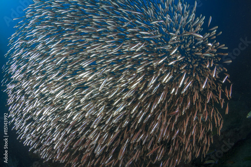 Sardines fish school underwater