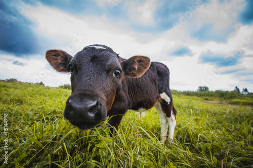Fototapet calf grazing on the meadow