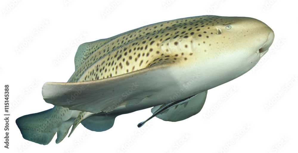 Obraz premium Shark isolated: Leopard Shark on white background